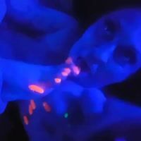 Video Sabrina